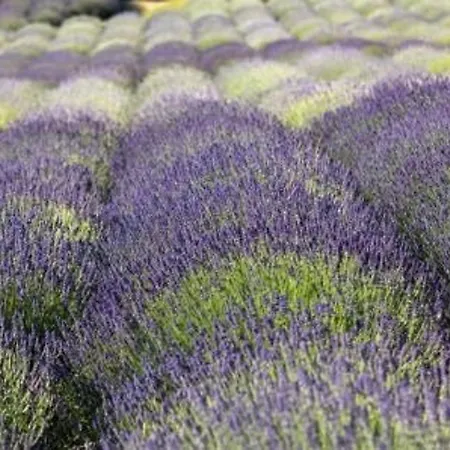 Bord De Avec 4 Couchages, Parking Et Tennis - Fr-1-251-263 * ル・ラヴァンドゥー